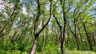 гора_06082024.jpg